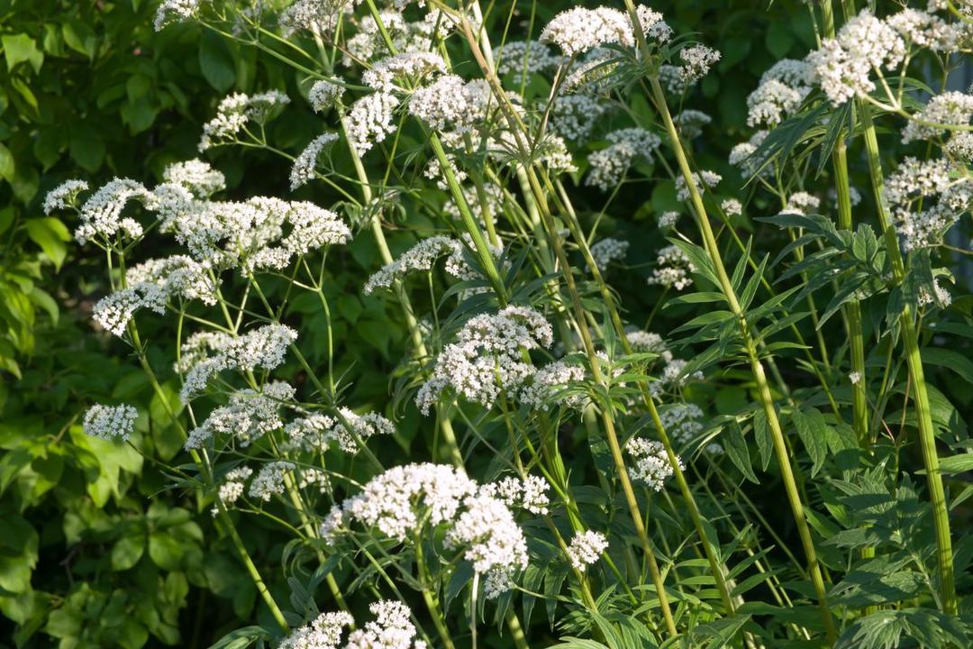 Valeriana